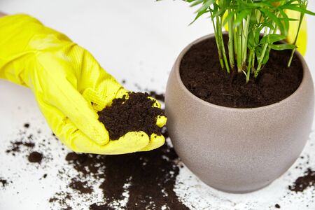 Transplanting a houseplant (indoor palm) into a larger flower pot. Chamaedorea elegans on white background. Parlor palm plant, yellow gloves, soilの写真素材