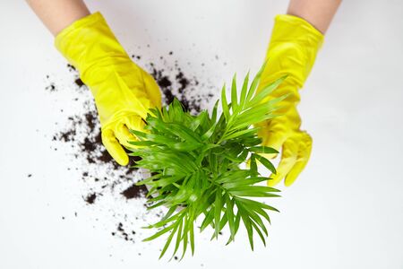 Transplanting a houseplant (indoor palm) into a larger flower pot. Chamaedorea elegans on white background, top view. Parlor palm plant, yellow gloves, soilの写真素材