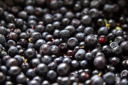 Wild forest berries, heap of bilberries. Many fresh dark blue berries, closeup, selective focusの写真素材
