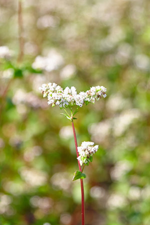 Buckwheat field, farmland. Blossoming buckwheat plant with white flowers, closeup, selective focus