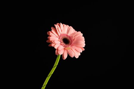Gerbera pink flower, plant with large brightly pink petals on black backgroundの写真素材