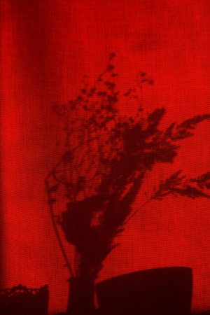 Shadow of a bouquet of flowers in a vase on a red curtain. Dark silhouette of plants on a red color...