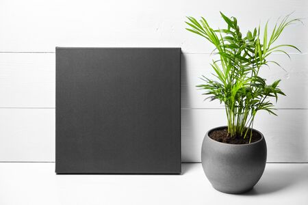 A black cotton canvas and green plant in flower pot on white wooden background. Stretched clean canvas. Mock up, front viewの写真素材