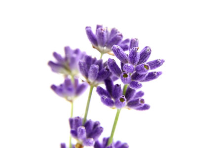 Beautiful purple lavender stems isolated on white background