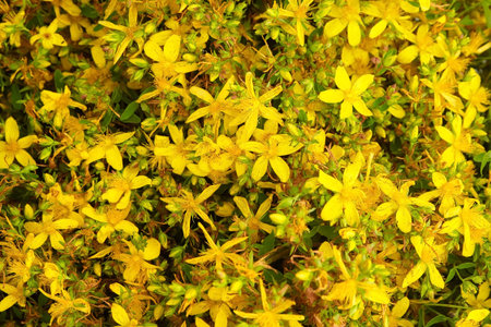 St. John's wort (Hypericum perforatum) is a flowering plant with yellow flowers, healing herb....