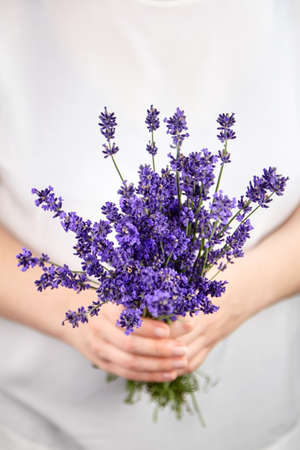 Woman hands holding fresh natural lavender flowers bouquetの写真素材