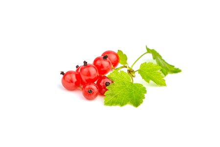 Isolated red currant. Currant berries with leaves isolated on white background