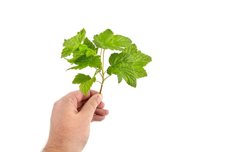 Hand with green currant leaves twig isolated on white background. Fresh black currant berries...