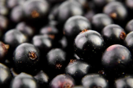 Ripe fresh black currant berries closeup, summer vitamins, food backgroundの写真素材
