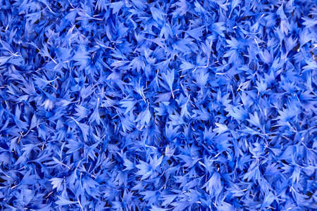 Cornflower petals natural background, blue fresh flowers texture. Cornflower - medicinal herb.の写真素材