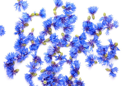 Cornflower flowers petals on white. Floral background.