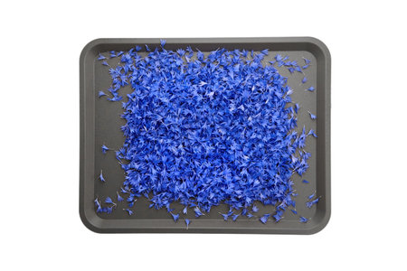 Blue fresh cornflower flowers petals on gray tray ready for drying, medicine herbs preparation