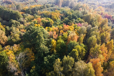 Aerial view of autumn forest, trees with yellow foliage, top view. Fall, autumn nature, aerial...