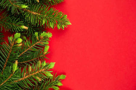 Christmas fir branches on red background. New Year winter holiday greeting card. Flat lay, top view, copy space.の写真素材