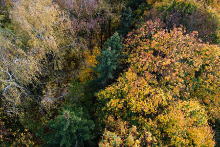 Aerial view of autumn forest, trees with yellow foliage, top view. Fall, autumn nature, aerial landscapeの写真素材