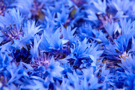 Floral background - blue fresh cornflower flowers texture. Medicinal cornflower petals.