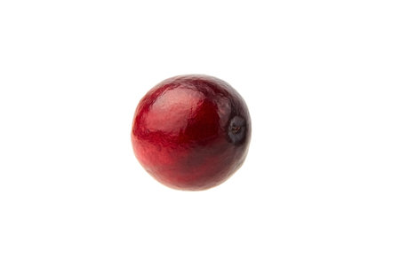 Cranberry isolated on white background. Fresh red swamp berry. Single cranberry