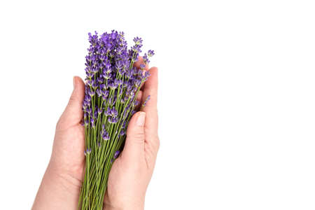 Natural lavender flowers bunch in hands isolated on white backgroundの写真素材