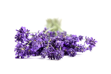 Lavender flowers bunch isolated on white background, selective focusの写真素材