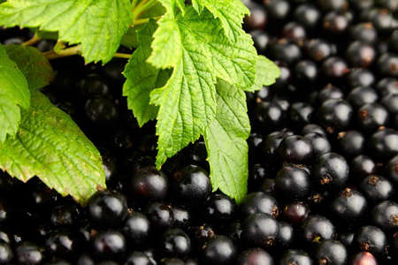Black currant fresh berries closeup with green leaves, healthy vegan food, summer vitamins foodの写真素材