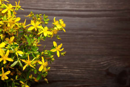 Hypericum perforatum yellow flowers on dark wooden background, copy spaceの写真素材