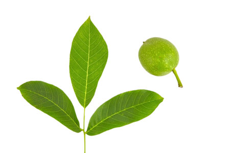 Walnut tree green nut and leaves isolated on a white backgroundの写真素材