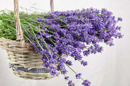 Natural lavender flowers bouquet in wicker busket on white backgroundの写真素材