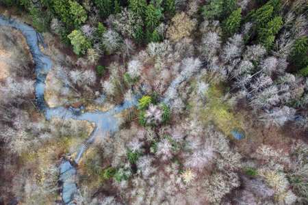 Forest river, beaver dam, treetops, aerial view. European nature at early spring time. Stream, tree crowns, wetland. Aerial landscapeの写真素材