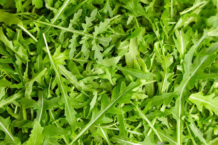 Fresh green organic arugula or ruccola slalad leaves texture background, top view, healthy and diet food conceptの写真素材