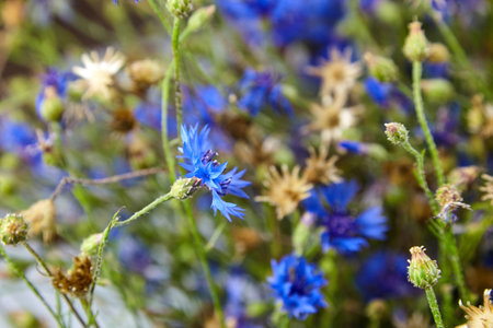 Cornflower - fresh blue and green natural flowers floral backgroundの写真素材