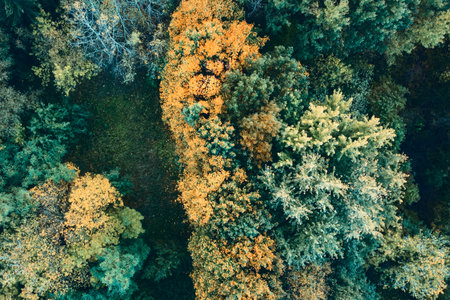 Aerial view of autumn forest or park, trees with yellow foliage, top view. Fall, autumn nature, aerial landscapeの写真素材
