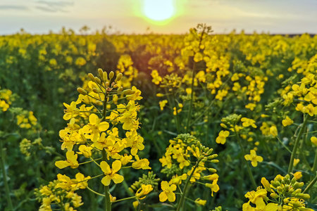 Rapeseed fields, yellow flowers at sunset light, agricultural landscape, farming industry. Blooming...