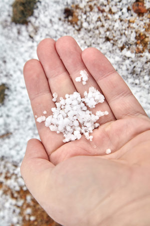 Graupel, snow pellets or soft hail in palm on blurred background. Form of precipitation. Hand with...