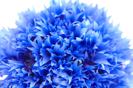 Floral background - blue cornflower petals closeup isolated on white backgroundの写真素材