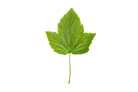 Green fresh currant berries leaf isolated on white background.