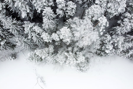 Winter forest with snowy trees, aerial view. Winter nature, aerial landscape with frozen river,...