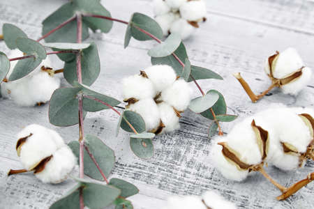 Cotton plant white flowers and green eucalyptus leaves on gray wooden background. Natural soft cotton and fresh eucalyptus branchの写真素材