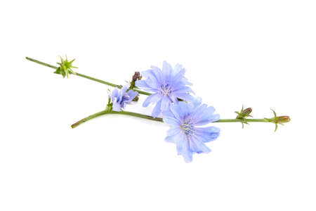 Chicory flower isolated on white background. Plant with bright blue flowersの写真素材