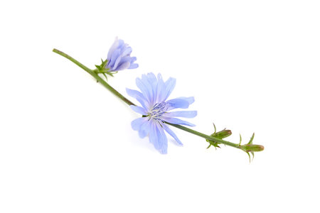 Chicory flower isolated on white background. Stem with bright blue petal flowers