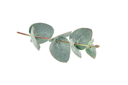 Eucalyptus leaves isolated on white background. Fresh green eucalyptus foliageの写真素材