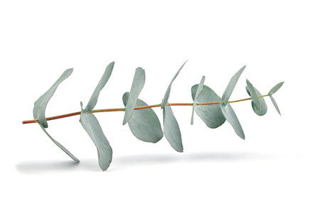 Eucalyptus leaves isolated on white background. Fresh green eucalyptus foliageの写真素材