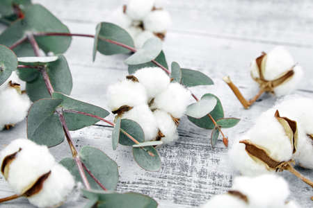 Cotton plant white flowers and green eucalyptus leaves on gray wooden background. Natural soft cotton and fresh eucalyptus branchの写真素材