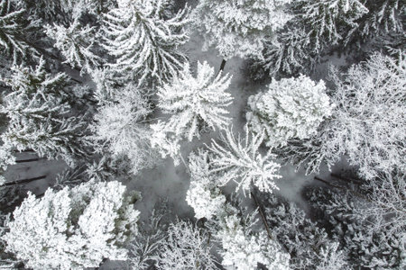 Aerial view of winter forest with snowy trees. Winter nature, aerial landscape, trees covered white snow, top viewの写真素材
