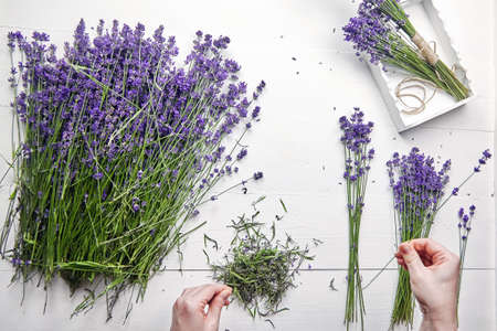 Lavender flowers in female hand on white wooden table, flat lay. Florist sorting lavender flowers for making a fresh bouquet. Floristic and aromatherapy. Top viewの写真素材