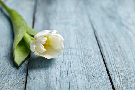 White flower on light blue wooden background with copy space. Fresh white tulips on old weathered wooden surface. Single spring flowerの写真素材