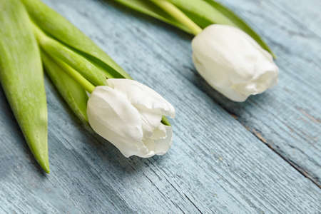 Two white tulips on light blue background. Fresh spring white flowers on wooden surfaceの写真素材