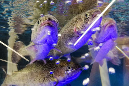 Rainbow trout in water, fresh alive fish market, fish swims in aquariumの写真素材