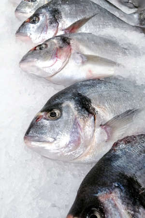 Sea bream fish on ice background. Fresh dorado fishの写真素材