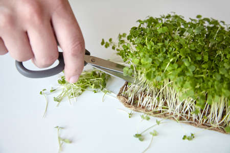 Microgreen arugula sprouts on white table. Kitchen garden - micro green growing. Woman cuts off micro greens with scissorsの写真素材