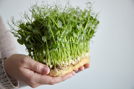 Microgreen pea sprouts in female hands. Kitchen garden - micro green growing. Woman holding fresh sprouts of peasの写真素材